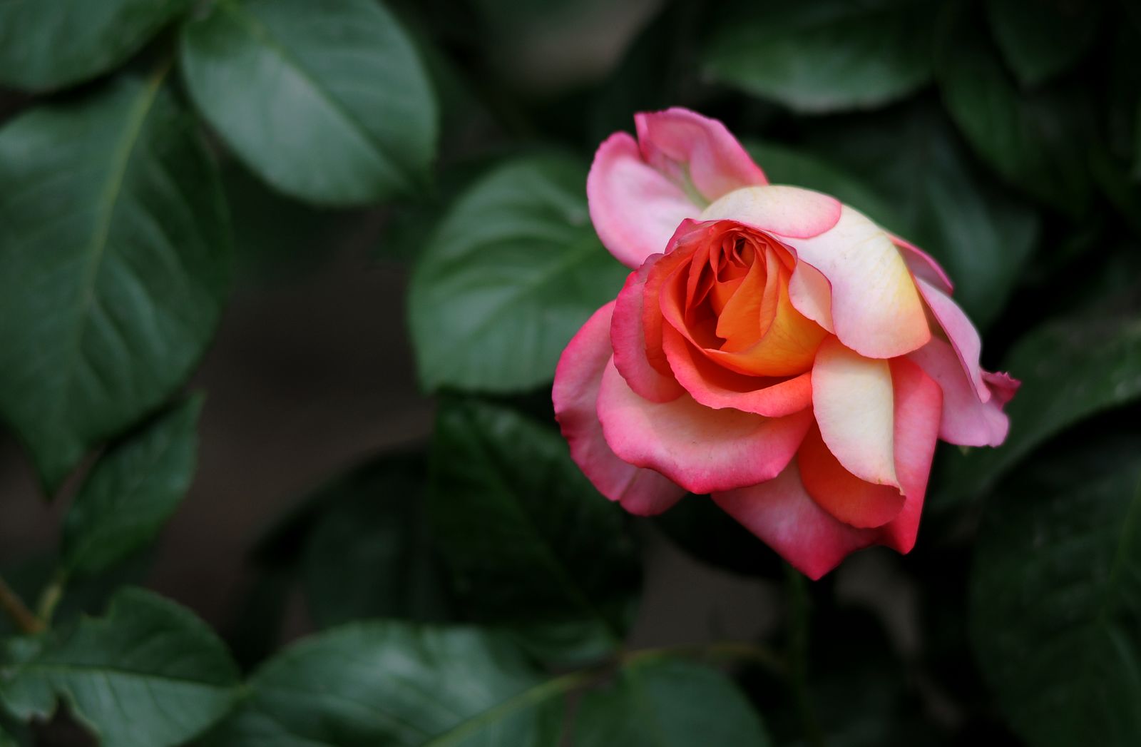 月季花(北京市花:五月红, 手动180镜拍)