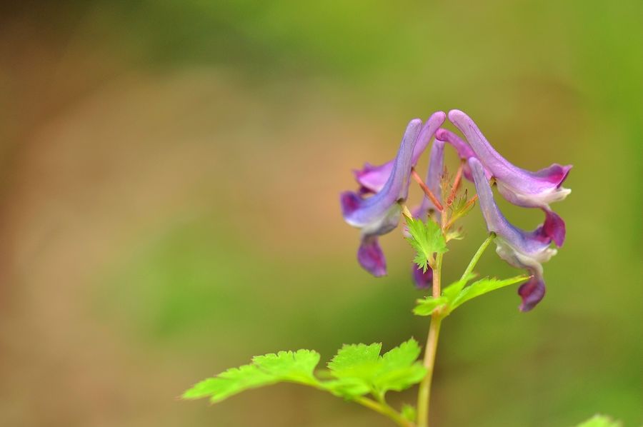 【想飞的小花摄影图片】生态摄影