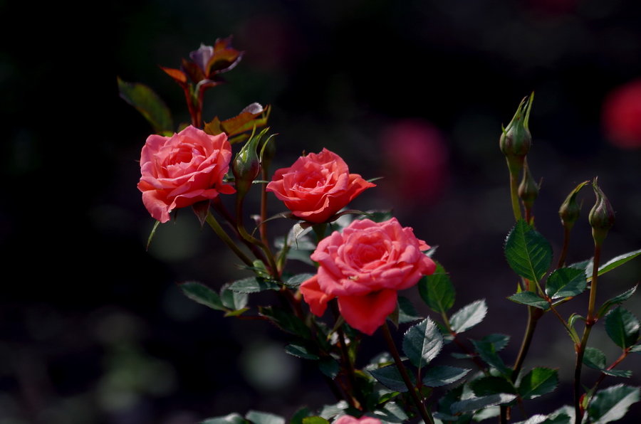 【风雨玫瑰摄影图片】生态摄影