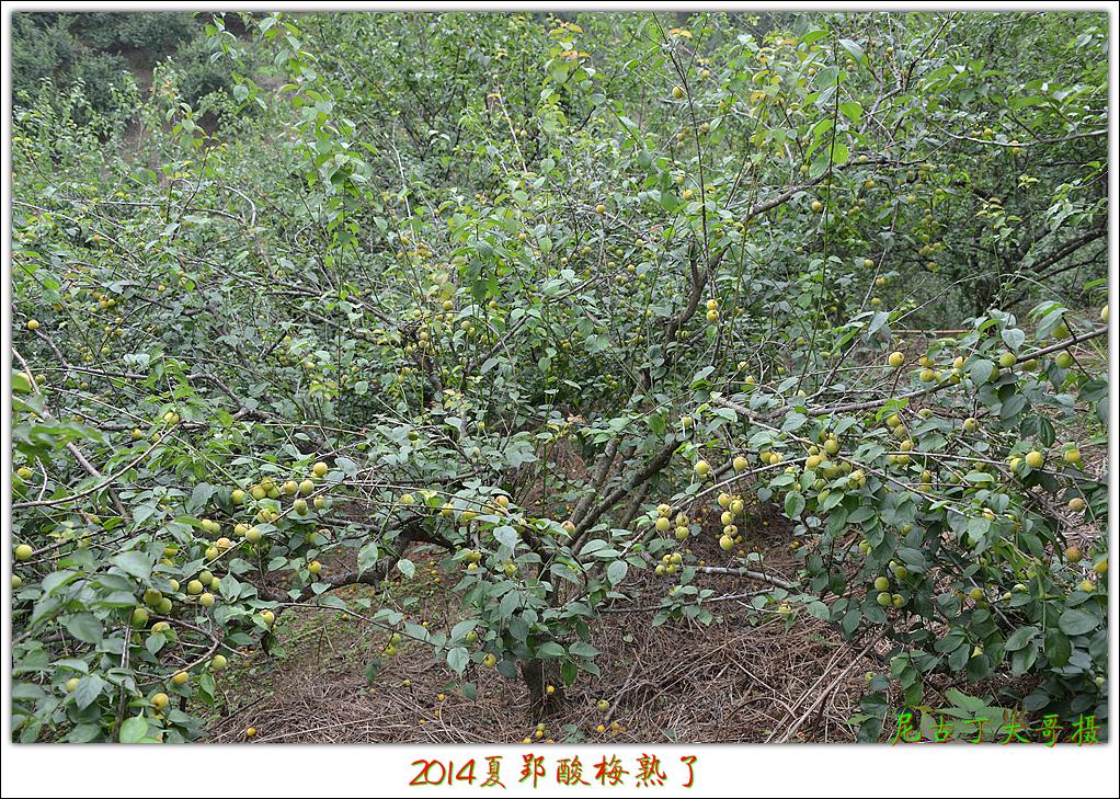 2014夏郢酸梅熟了.望梅止渴!