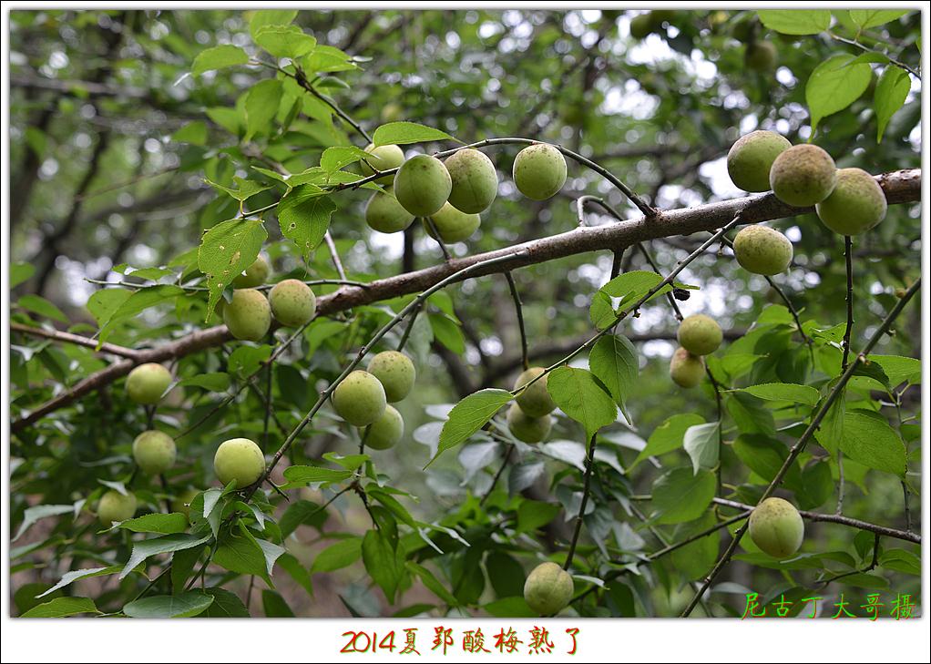 2014夏郢酸梅熟了.望梅止渴!