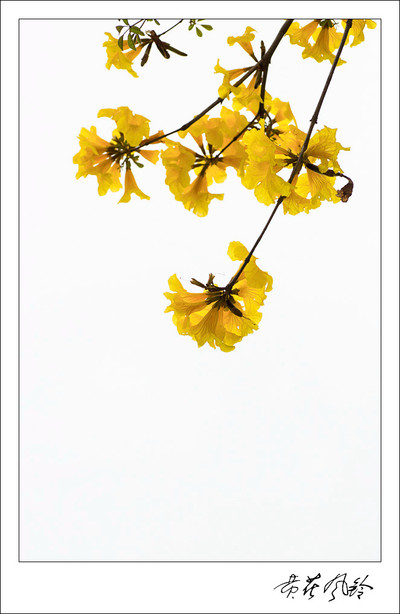 黄花风铃