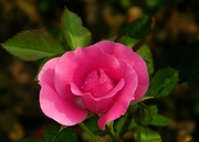 õ