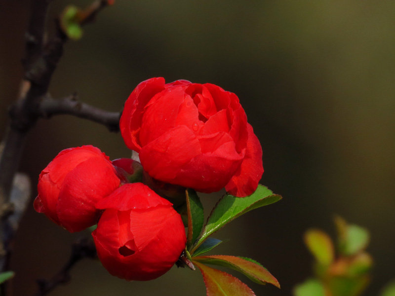 【春天花卉摄影图片】风光旅游摄影