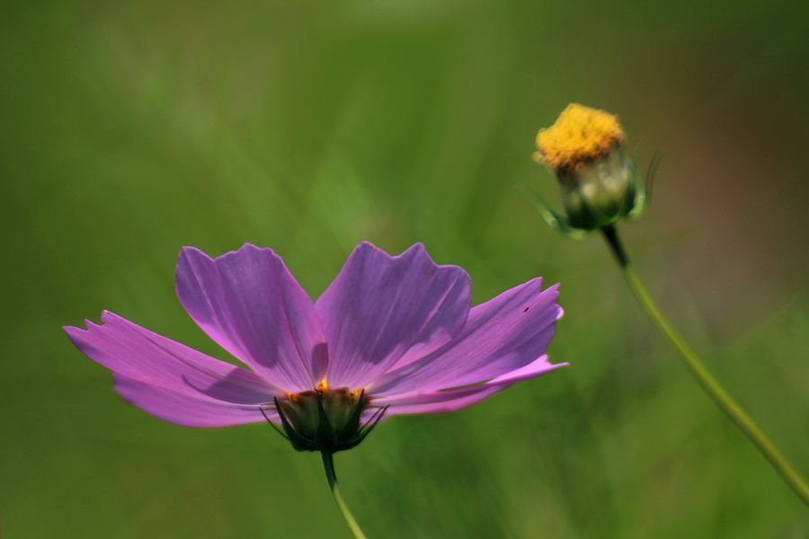 秋英花