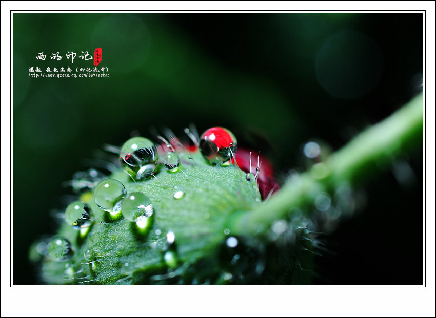 【在雨中之雨的印记摄影图片】生态摄影