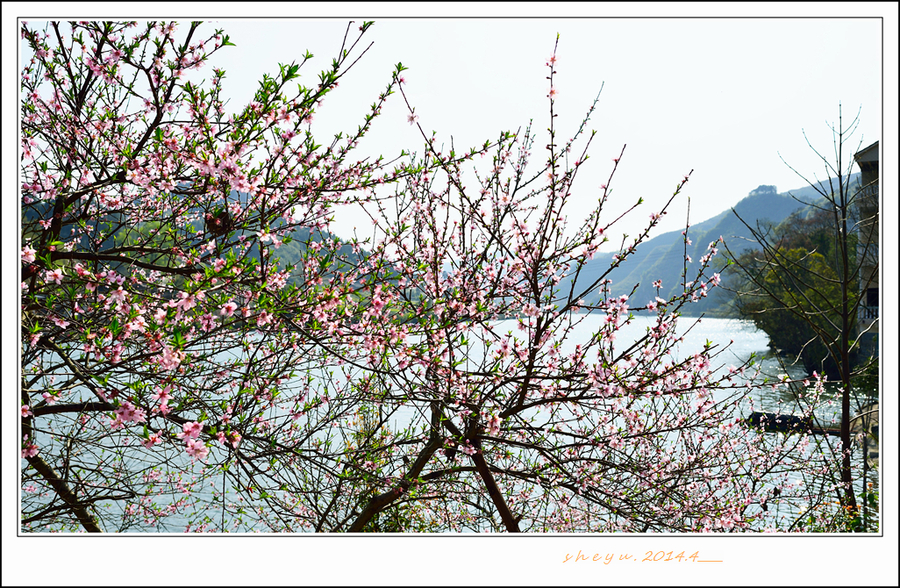 河边几棵桃花树 (/)