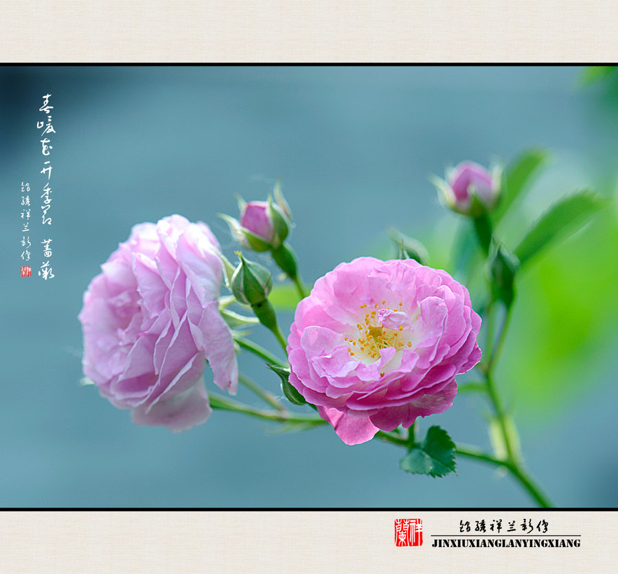 【春暖花开季节之蔷薇(105微距)摄影图片】生