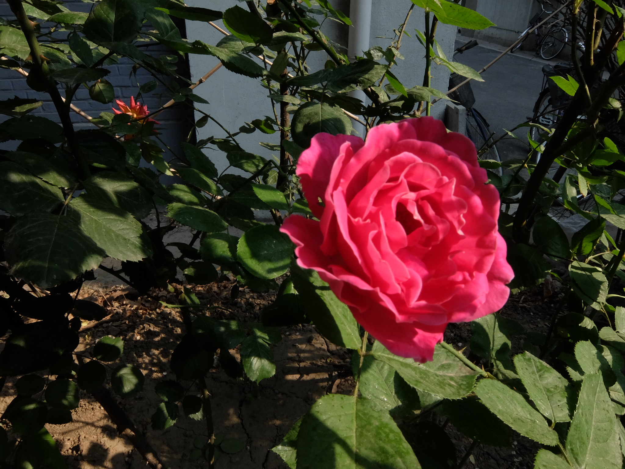 月季花