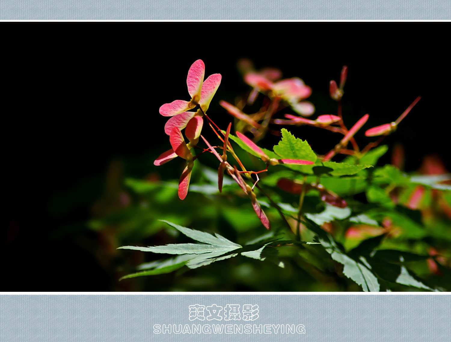 枫树花