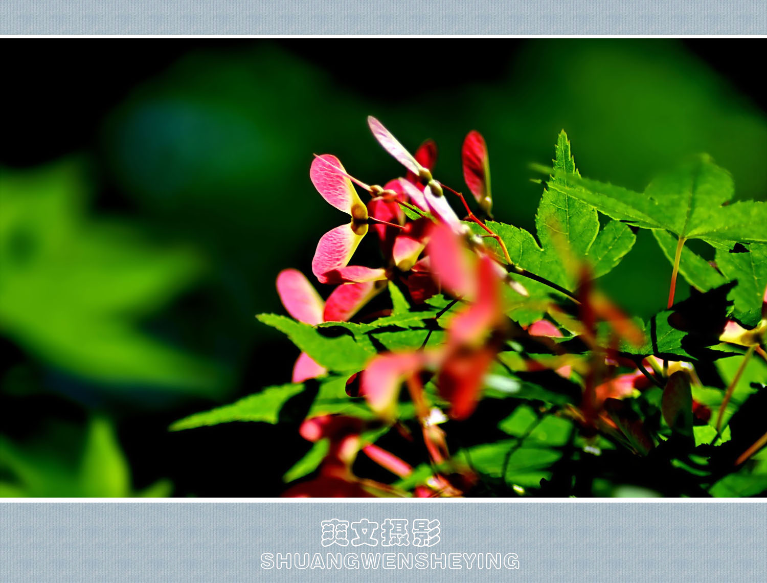 枫树花