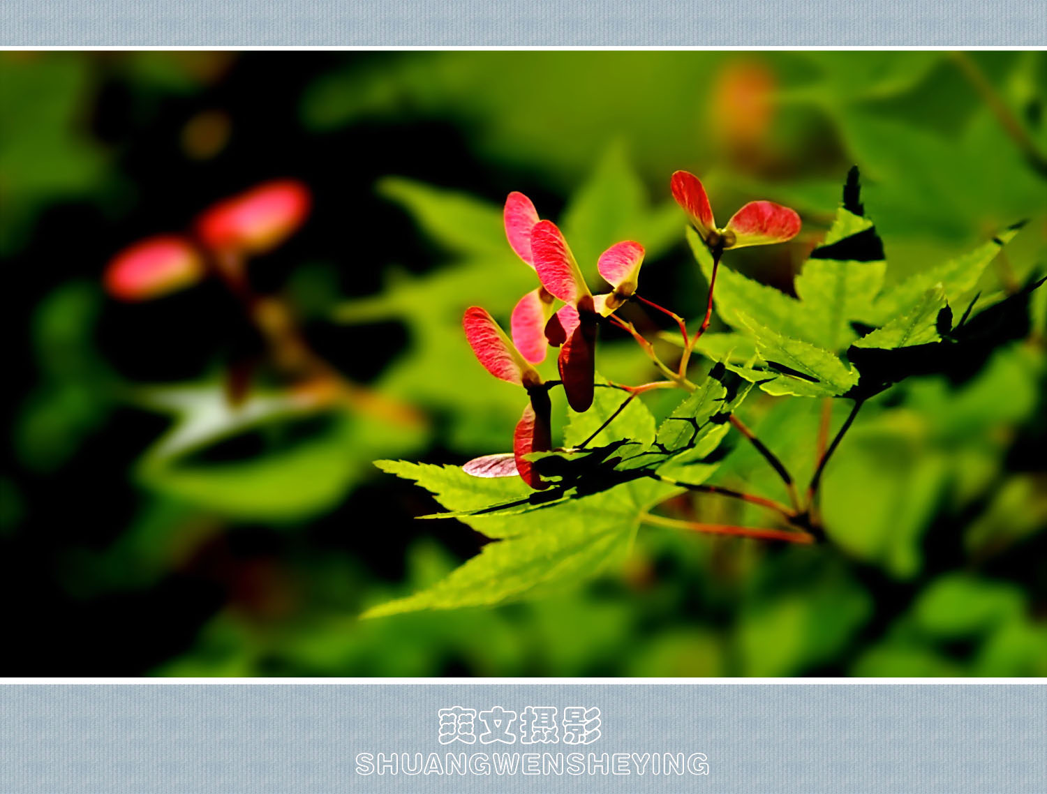 枫树花