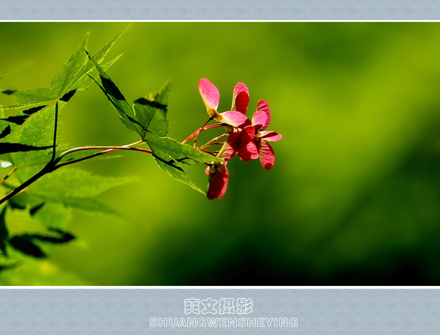 枫树花