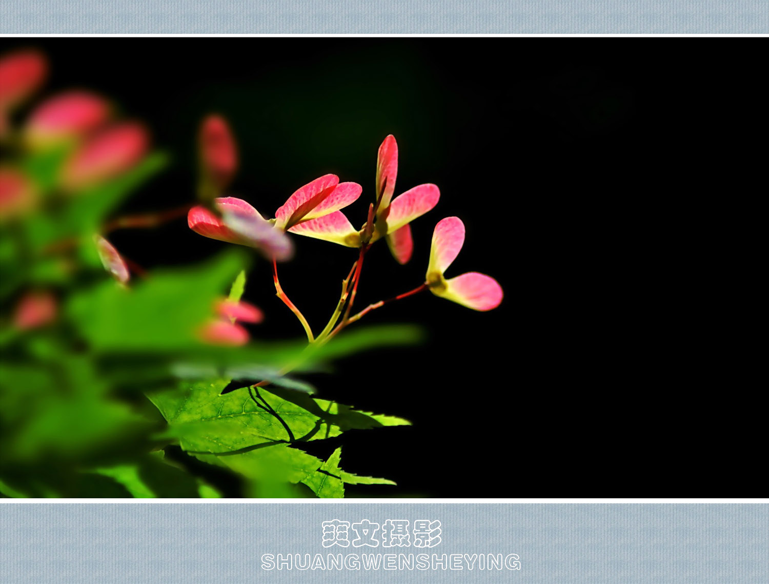 枫树花