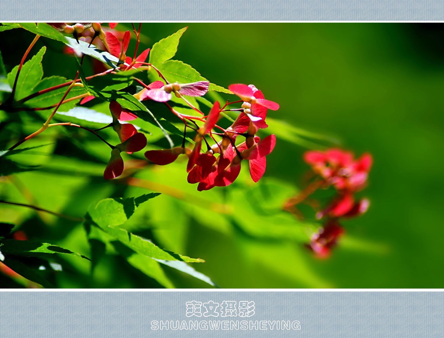 枫树花