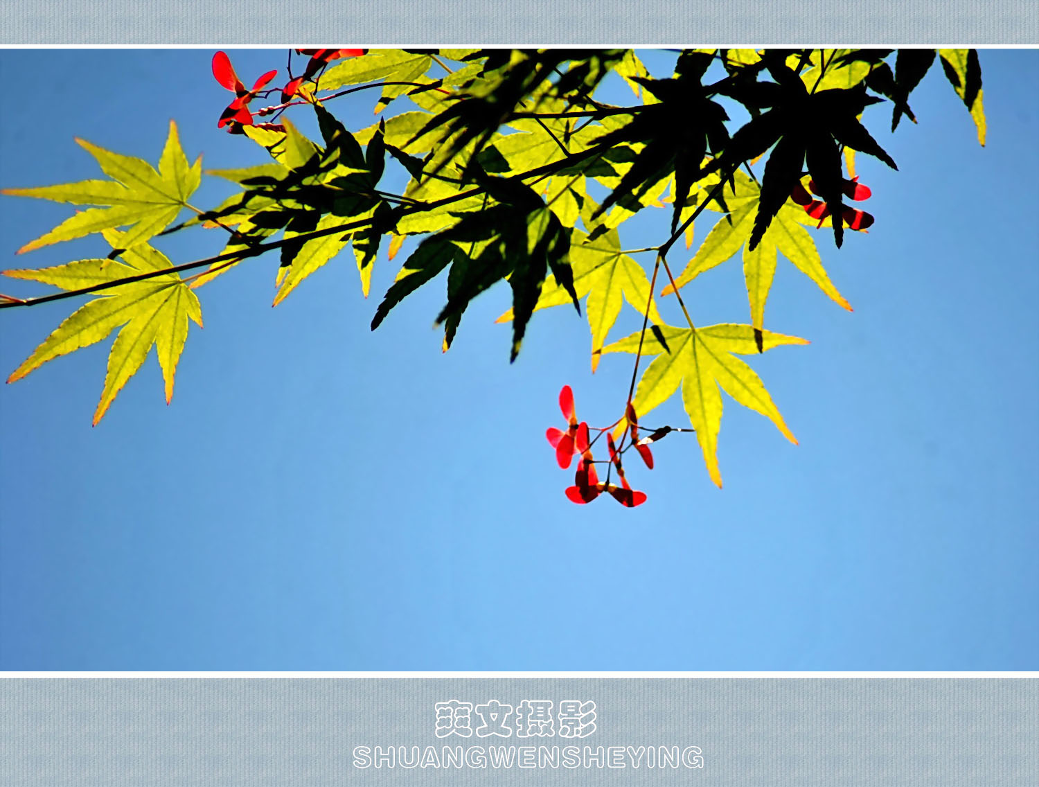 枫树花