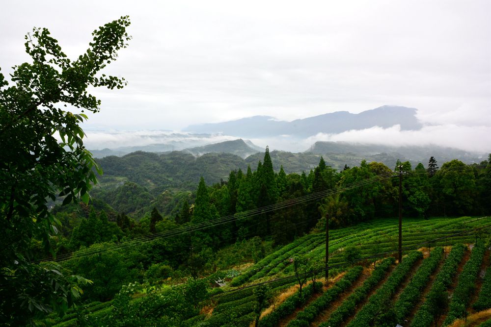 蒙顶茶山云雾燎绕