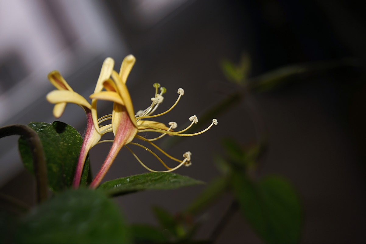 金银花又名忍冬