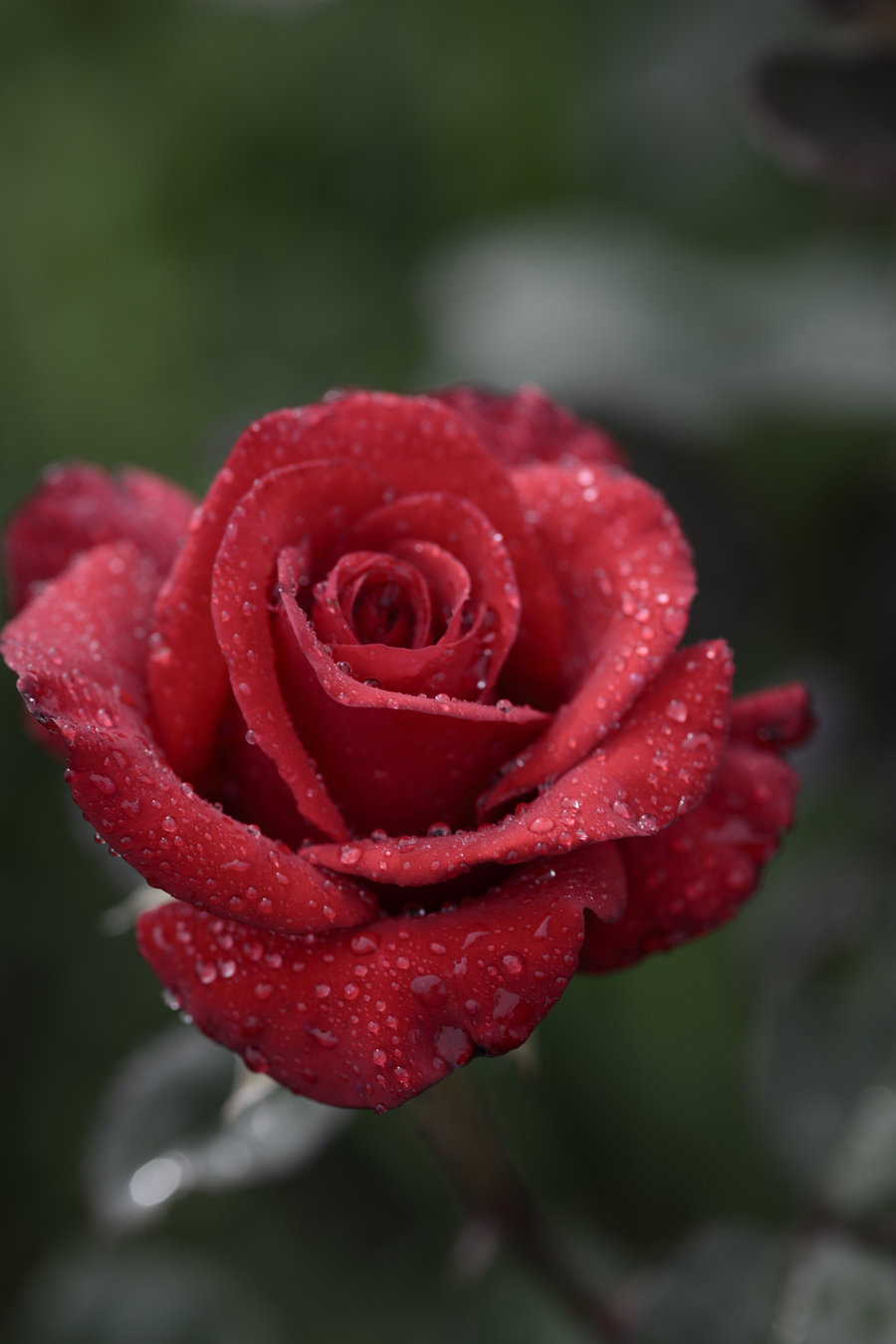 百微拍的玫瑰,虞美人等鲜花.