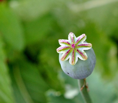 鸦片花,果实