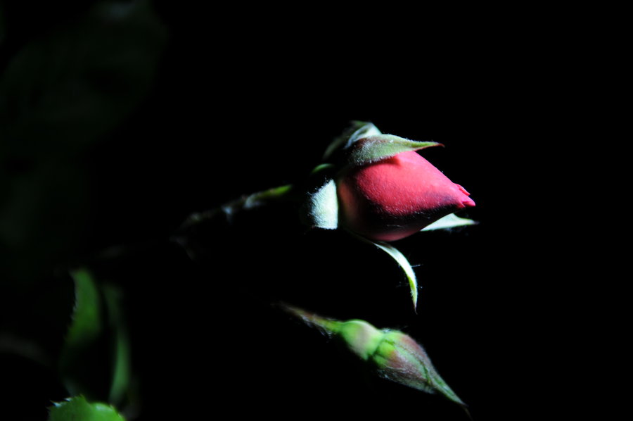 【羞答答的玫瑰-刚刚拍的夜摄作业,调整的动作