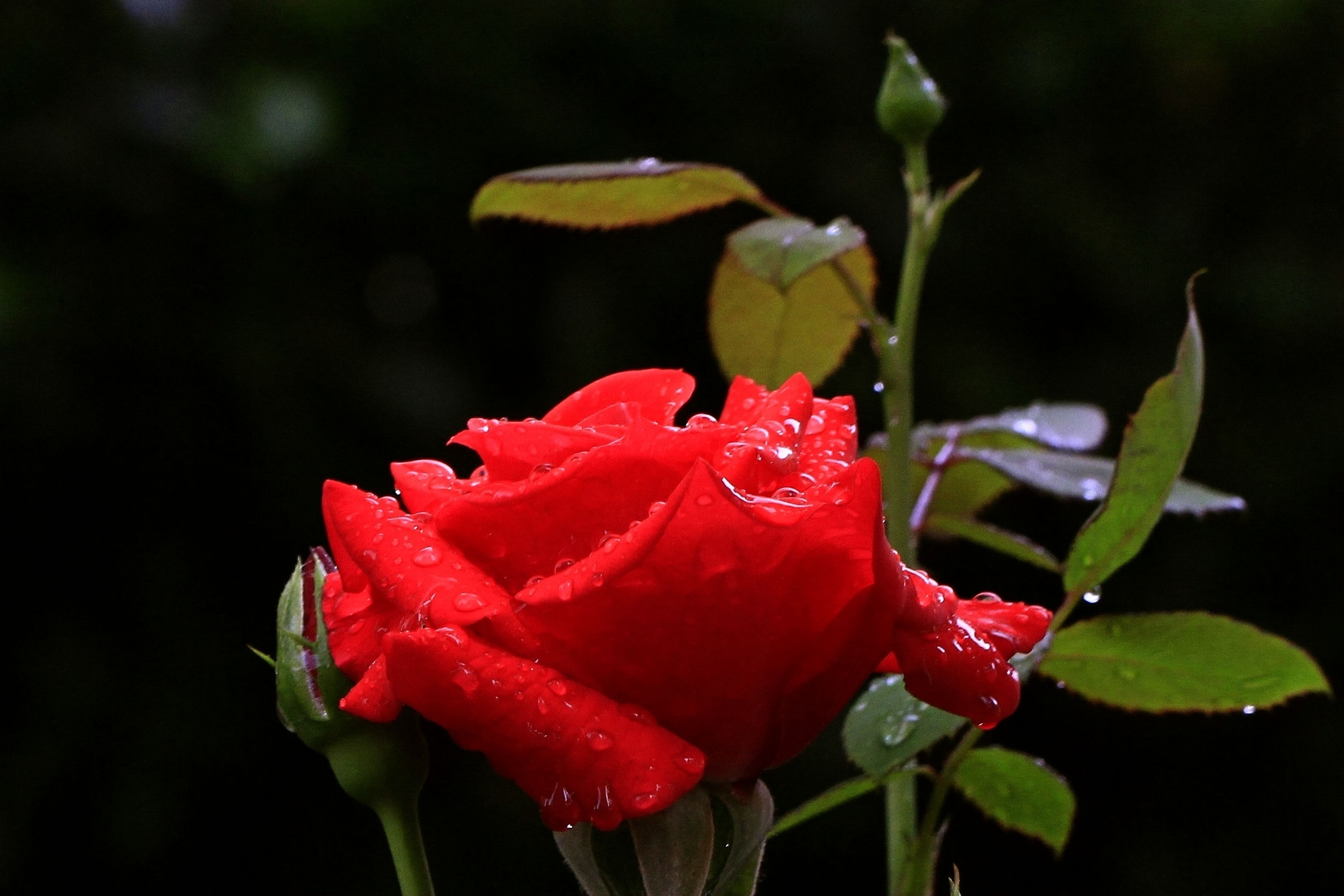雨后【月季花】献给母亲节