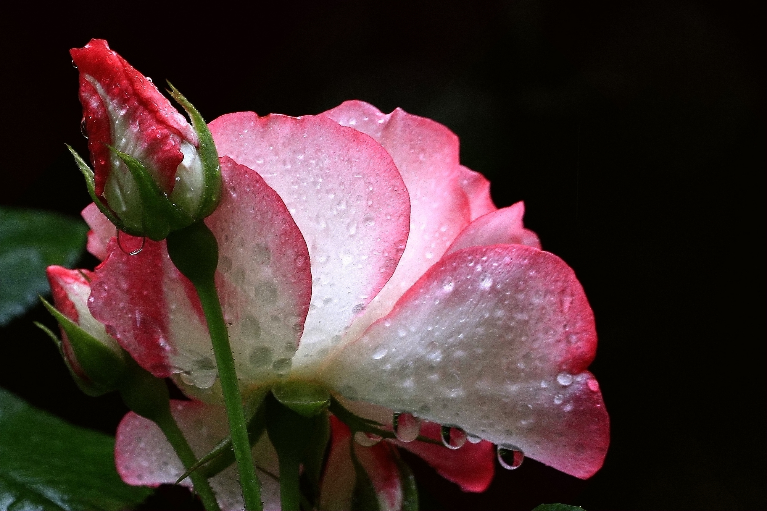 雨后【月季花】献给母亲节