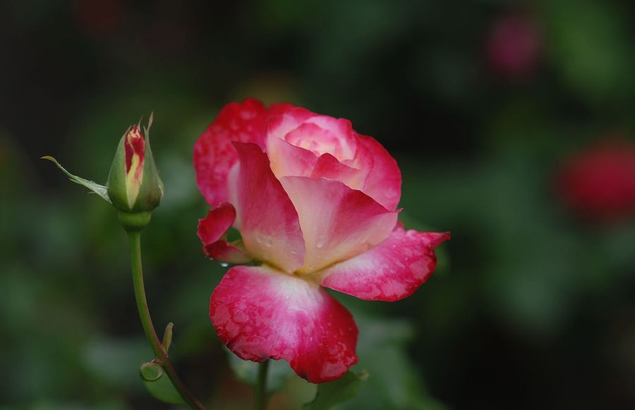 雨中月季花