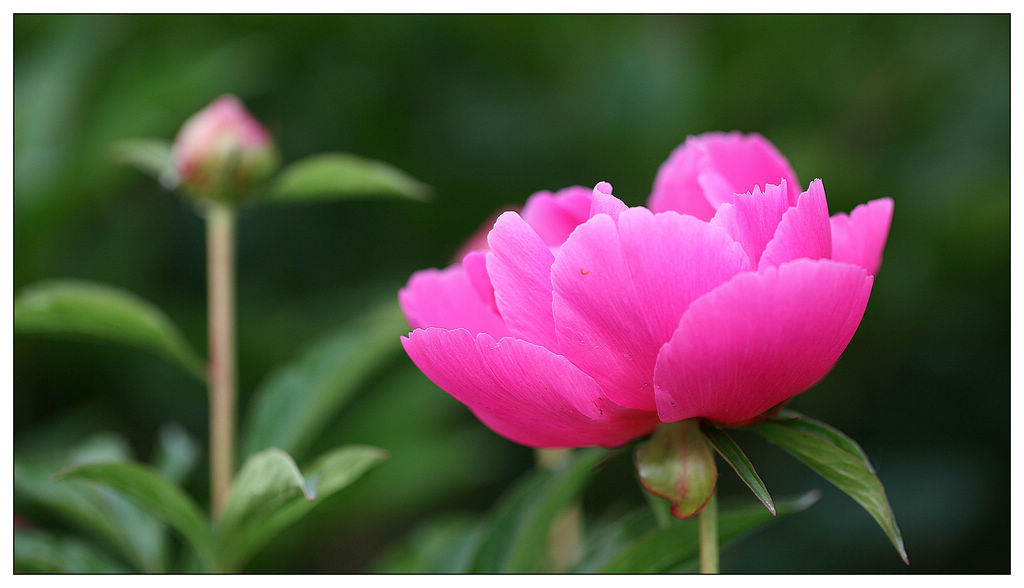 花中之相——芍药