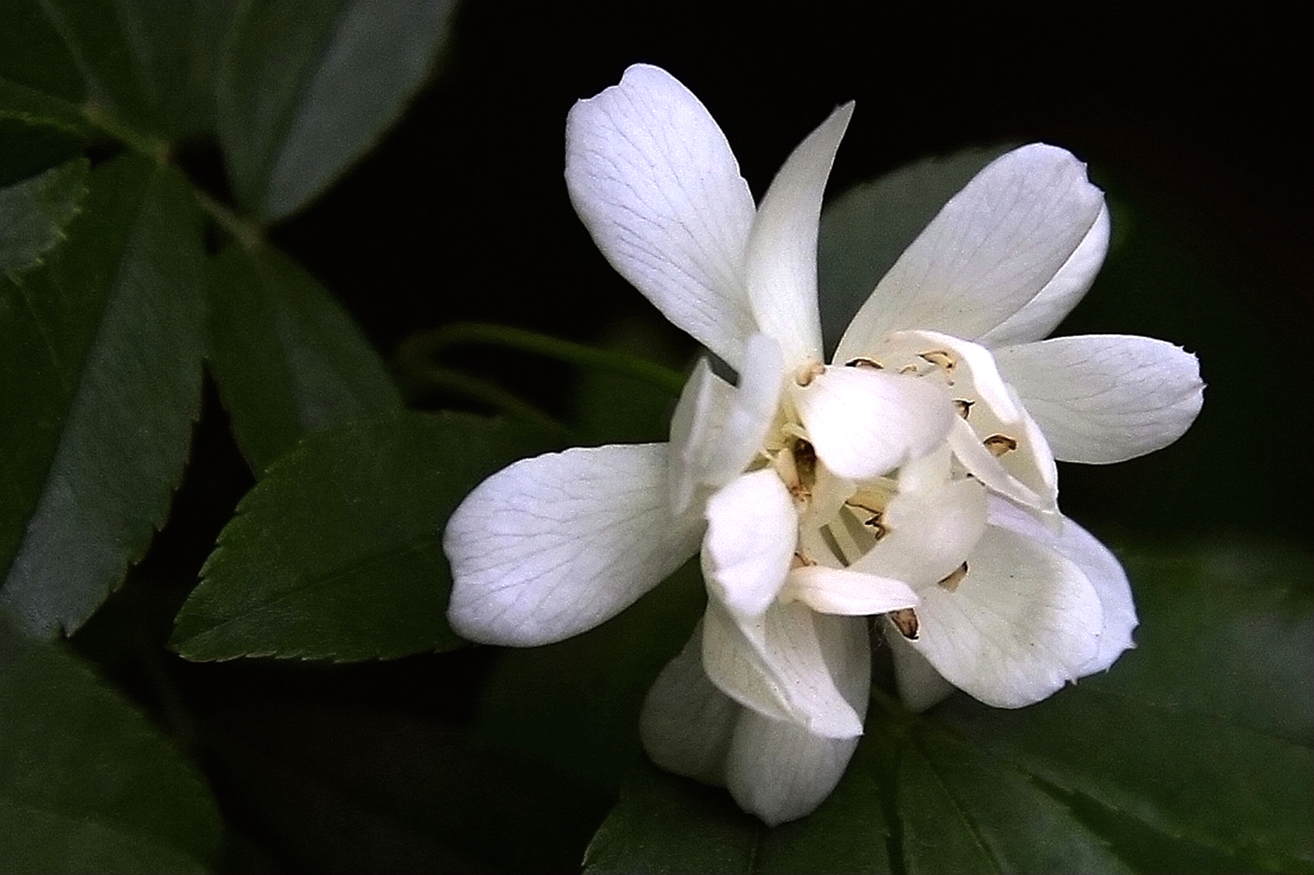 【木香花】