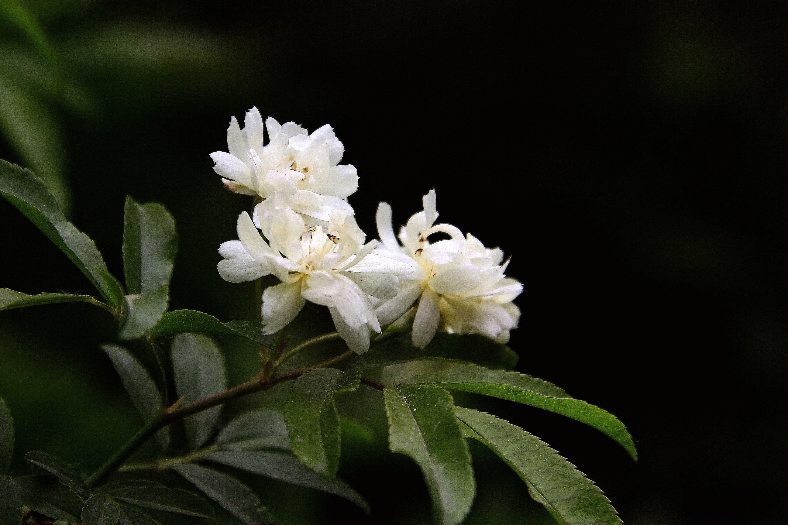 【木香花】