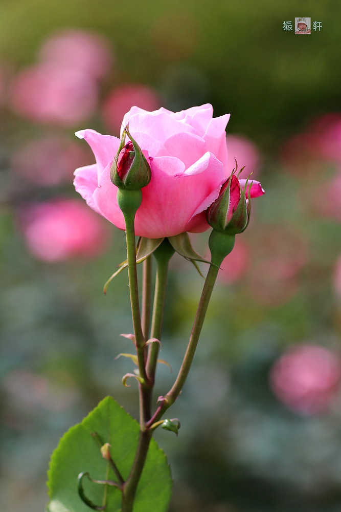 花妈妈和花孩子(昂首怒放和含苞待放)