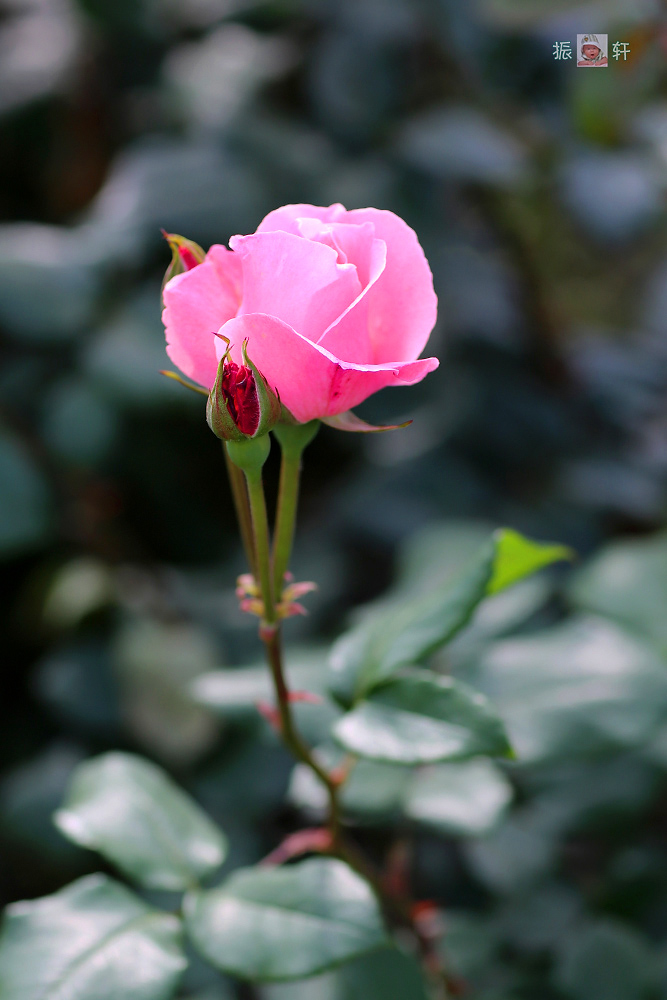 花妈妈和花孩子(昂首怒放和含苞待放)