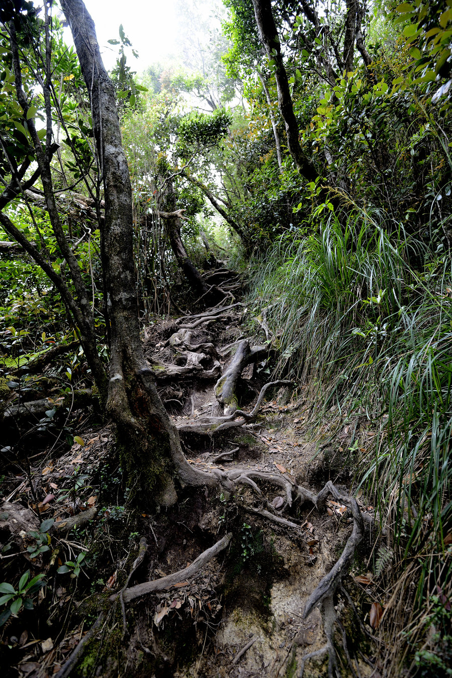 五指山原始森林