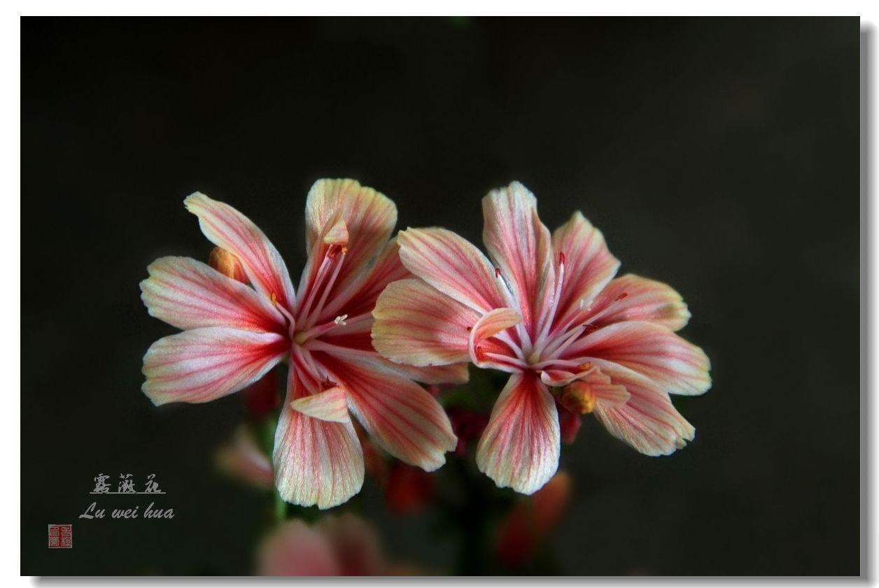 露薇花———