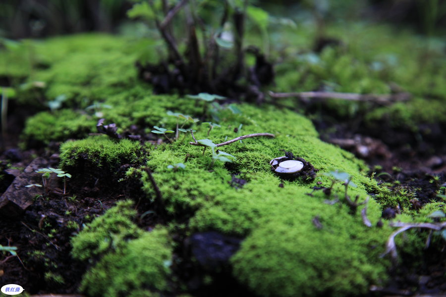 【雨后青苔摄影图片】生态摄影