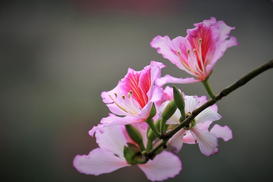 紫荆花