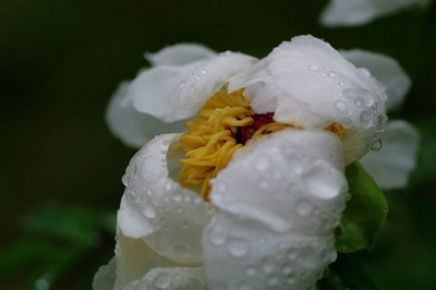 雨中残花(牡丹)