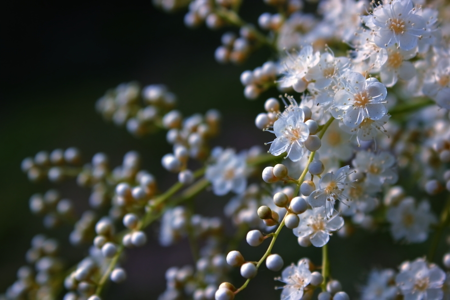 珍珠梅花