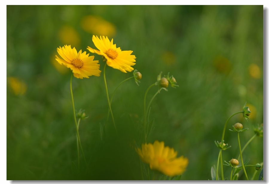 【励志上进的金鸡菊摄影图片】生态摄影