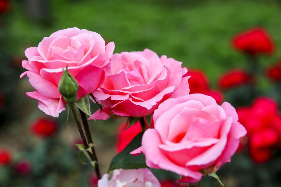 【月季花随拍】