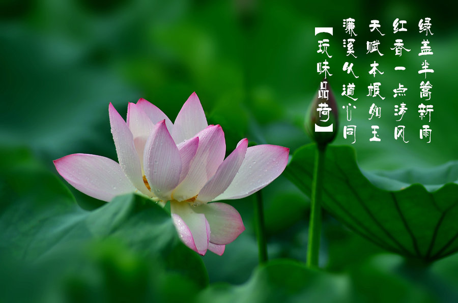 雨荷