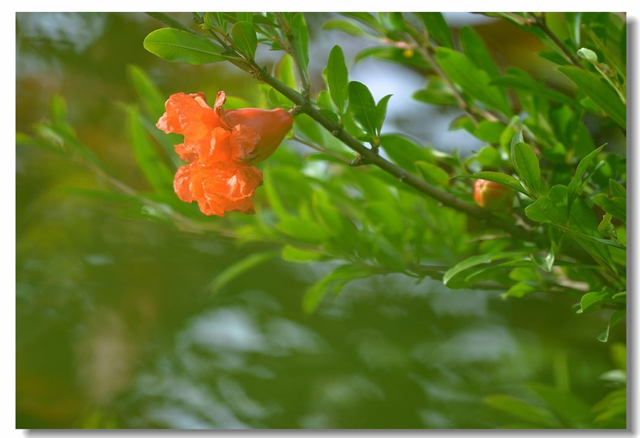 石榴花花语:无私,付出.