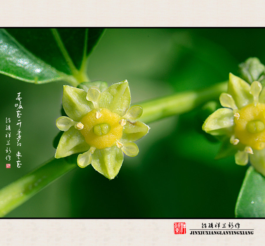 枣花(微距摄影)