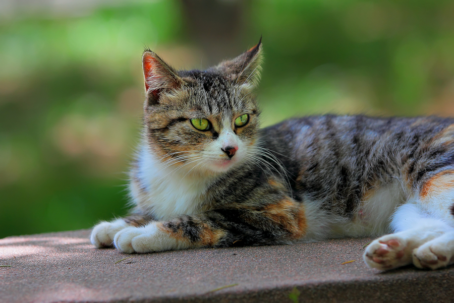 猴子和猫!