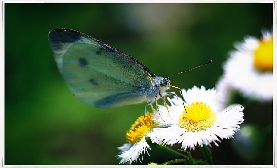 【蜻蜓豆娘蝴蝶和果蝇摄影图片】生态摄影