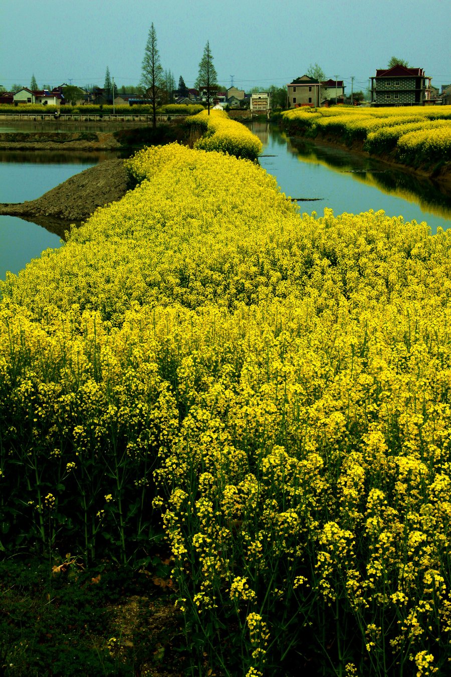 泰州油菜花 (共 14 p)