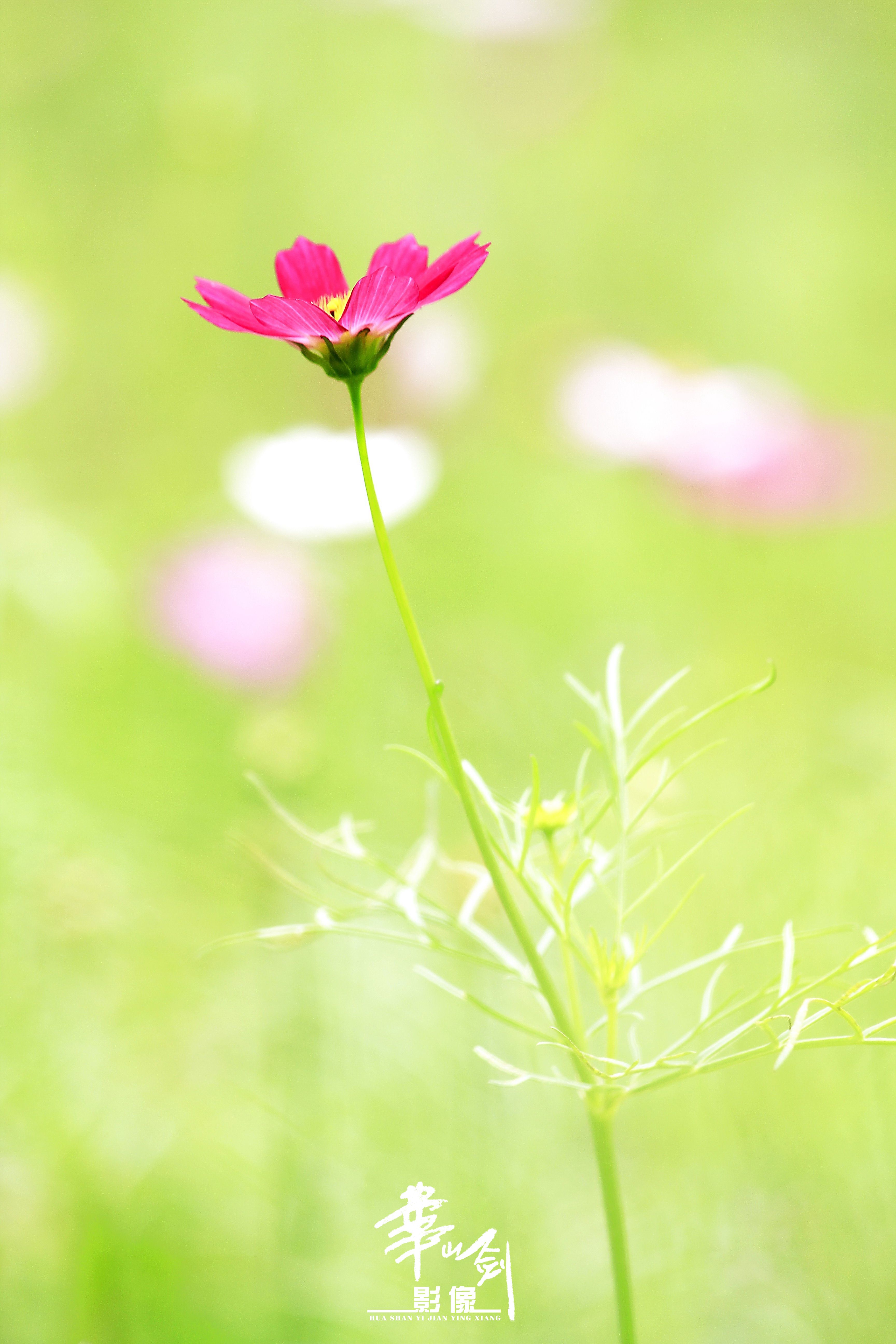 初夏·花·蝶