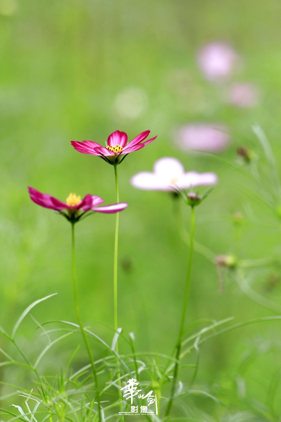 初夏·花·蝶