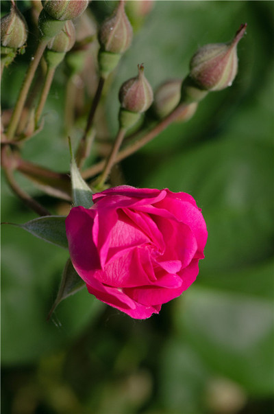 蔷薇花